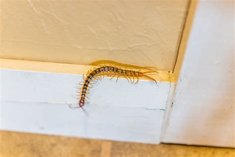 What Is A House Centipede And Is It Dangerous? - Home design