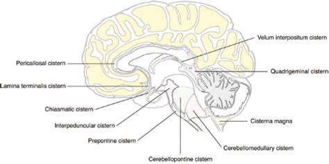 Basal Cisterns Anatomy