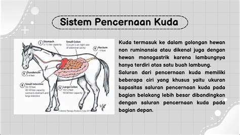 Sistem Pencernaan Hewan Vertebrata (Kuda) - YouTube