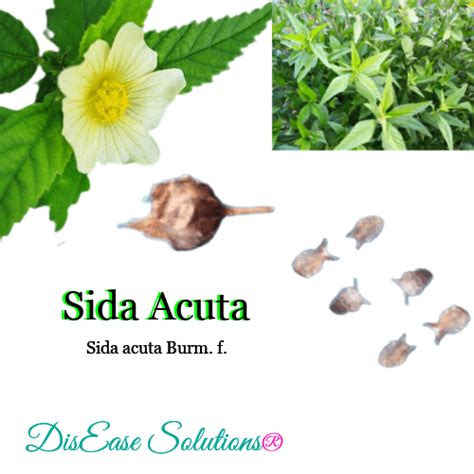 Seeds - Sida Acuta - Dis~Ease Solutions®