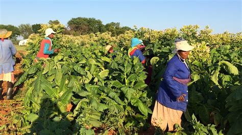 The History Of Farming In South Africa – Greater Good SA