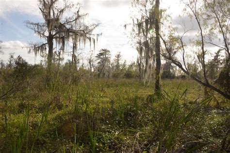 Jean Lafitte National Historical Park and Reserve - Christopher Ryan