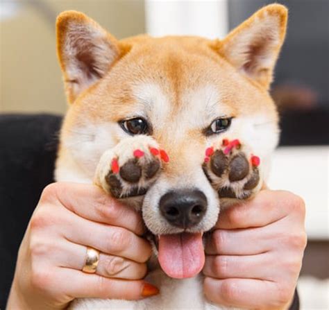 Shiba Inu Nail Trimming - A Complete Guide - My First Shiba Inu