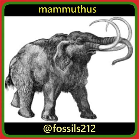 #FossilsOfinstagram #MammuthusOfinstagram #Mamut #Fossils … | Flickr