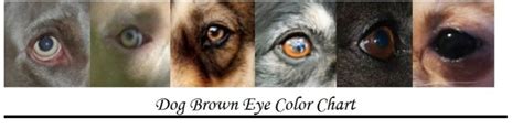 What Determines A Dogs Eye Color