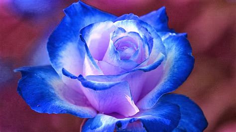 HD Wallpapers Desktop: Blue Flower HD Wallpapers