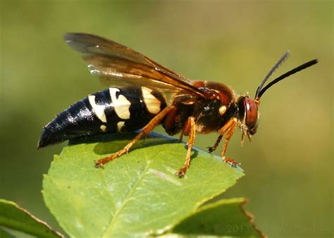 got zapped by wasps! - Page 2 - Texas Gun Talk