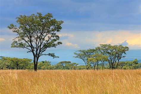 15+ Savanna Plants List - Most Common Types in African Biomes