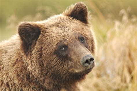 Senate: Allow Hunting Grizzlies in Alaska Wildlife Refuges | TIME