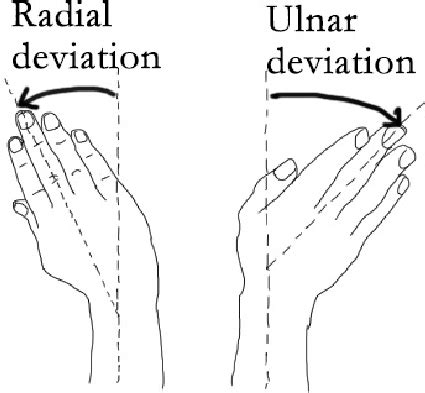 Radial And Ulnar Deviation Of The Wrist - Movement, Muscles, ROM