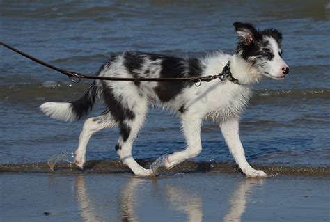 Collie Training Tips For Puppies - Crate, House, Lead Training - Stop ...