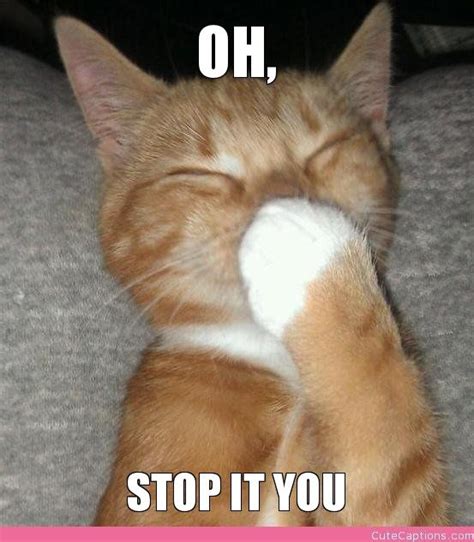 you're making me blush..... | Funny animals with captions, Funny cat memes, Funny animal memes