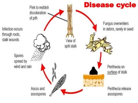 Sugarcane diseases