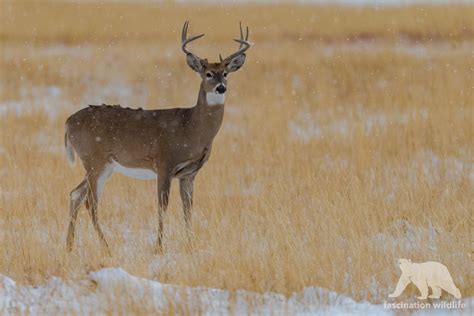 Wild Colorado - Fascination Wildlife