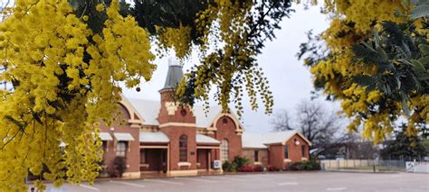 Cootamundra: wattle, cricket and a whole lot of country charm