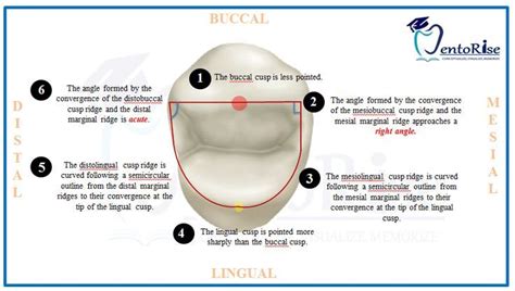 Dental Anatomy, Molars, Morphology, Dental Hygiene, The Help, Teeth, How To Memorize Things ...