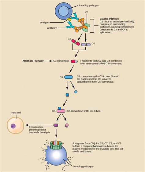 Complement System | Biology for Majors II