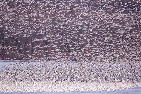 Snow Geese at Middle Creek Wildlife Management Area – Emily Carter ...