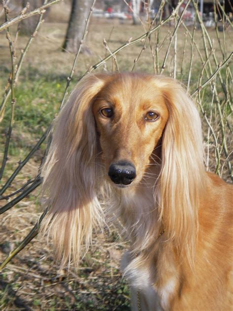 Ancient Egyptian Dog Breed: Saluki | HubPages