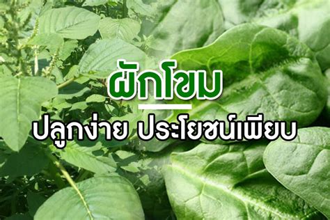 ผักโขม ปลูกง่ายมาก..ประโยชน์เพียบบ!! - เพียว