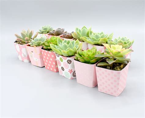 Succulent Planter Diy, Succulent Gifts, Succulent Arrangements ...