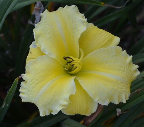 Yellow Daylily | Day lilies, Bloom, Plants