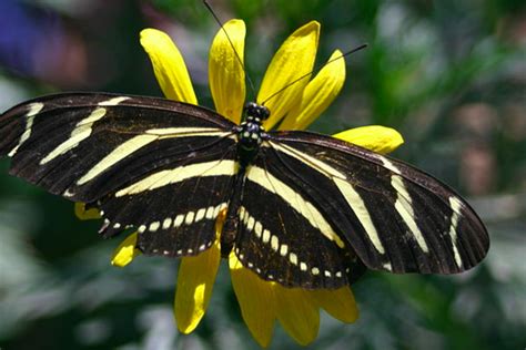 Black and Dark-Colored Butterflies: An Identification Guide - Owlcation