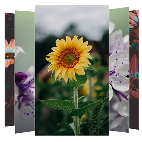 Flowers wallpaper