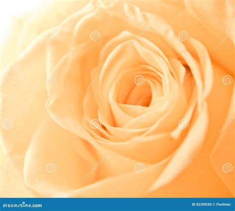 Orange rose petals stock photo. Image of dating, gift - 8239030