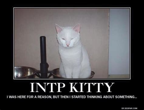 INTP Kitty | Intp, Intp personality, Intp personality type