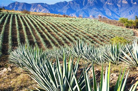 How to find out how they produce tequila in Guadalajara