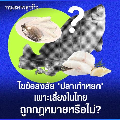 [กรุงเทพธุรกิจ] ไขข้อสงสัย “ปลาเก๋าหยก” เพาะเลี้ยงในไทยถูกกฎหมายหรือไม่? กำลังเป็นกระแสร้อนแรงใน ...