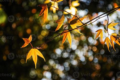 Closeup of maple leaves that change color 20340595 Stock Photo at Vecteezy