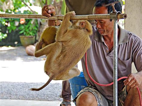 Kadaejae Training Monkey School – Thailand Photos 2012 – Tasting the World