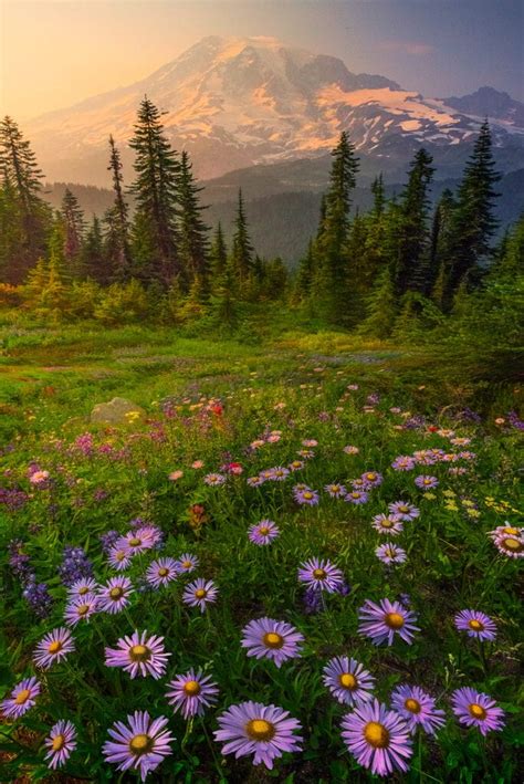 Tips and Tricks for Successful Wildflower Photography : Action Photo Tours