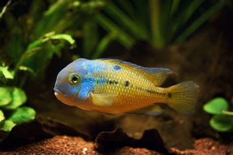 15 Best Blue Acara Tank Mates - FishLab