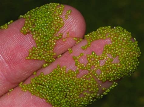 What's the World's Smallest Flowering Plant? - Kids Discover