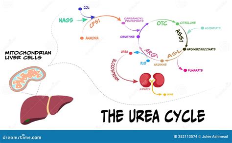 Urea Cycle Diagram stock vector. Illustration of proteins - 252113574