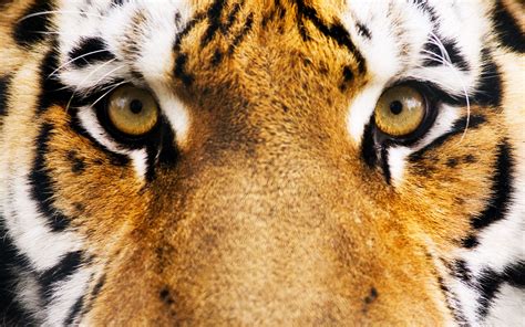 Tiger Eyes wallpaper | Tiger wallpaper, Tiger images, Pet tiger