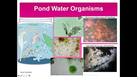 Pond Water Organisms Identification Chart