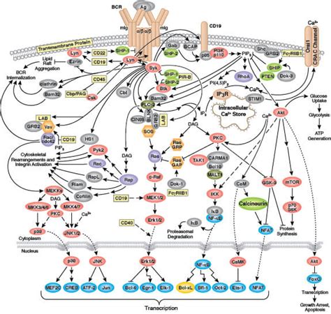 What is a B cell? | Cell Signaling Technology