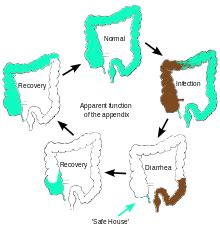 Appendix (anatomy) - Wikipedia