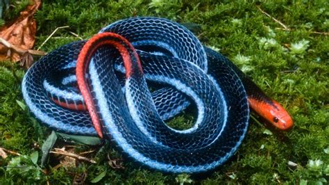 Blue Coral Snake Facts and Pictures | Reptile Fact