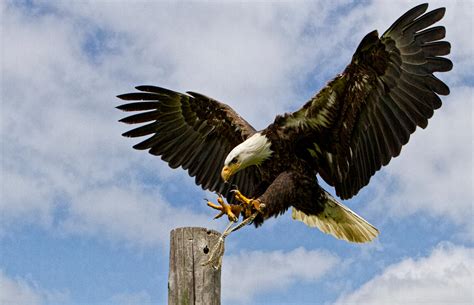 Bald Eagle Landing 2 by GreyVolk on DeviantArt