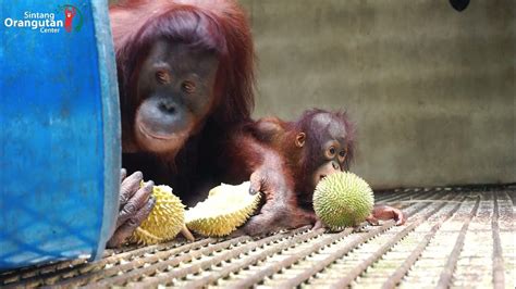 Orangutan Durian Feast in Sintang Quarantine Center - YouTube