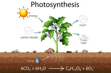 Photosynthesis explanation science diagram 295854 Vector Art at Vecteezy