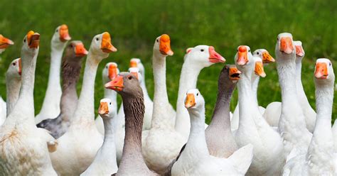 What is a Group of Geese Called? (Full List and Why?) | Birdfact