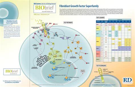 Fibroblast Growth Factor Superfamily: R&D Systems