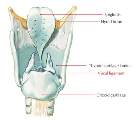 Thyroid Cartilage – Earth's Lab