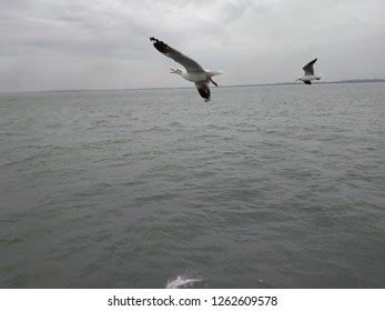 Albatros Bird Flying Ocean Stock Photo 1262609578 | Shutterstock